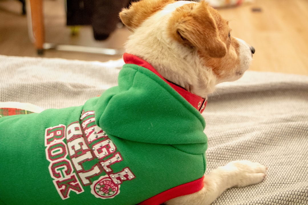 Festive Fido: The Best Dog Christmas Sweaters